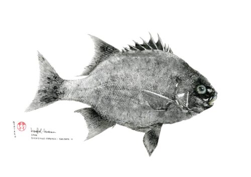 GALJOEN III