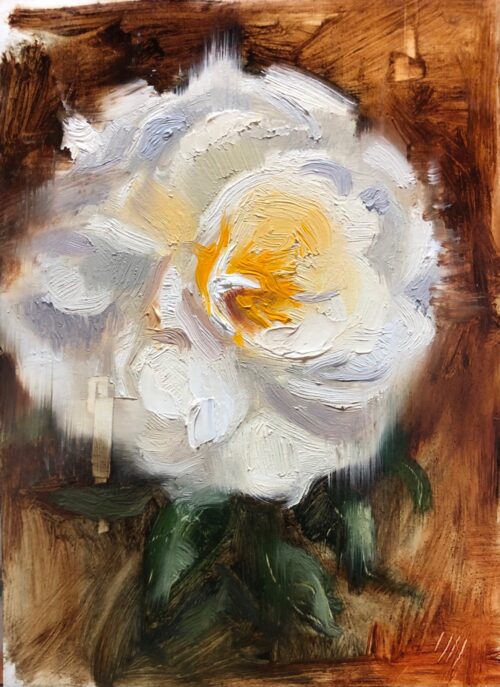 Study of a rose
