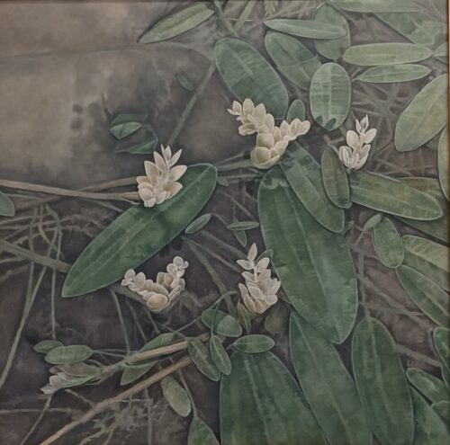 A pond in bloom