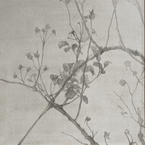 A tangle of branches