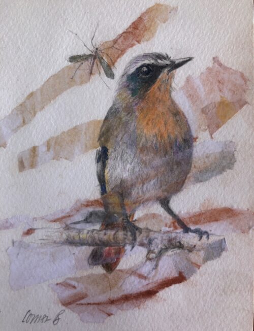 Backyard Birds Jan Frederik