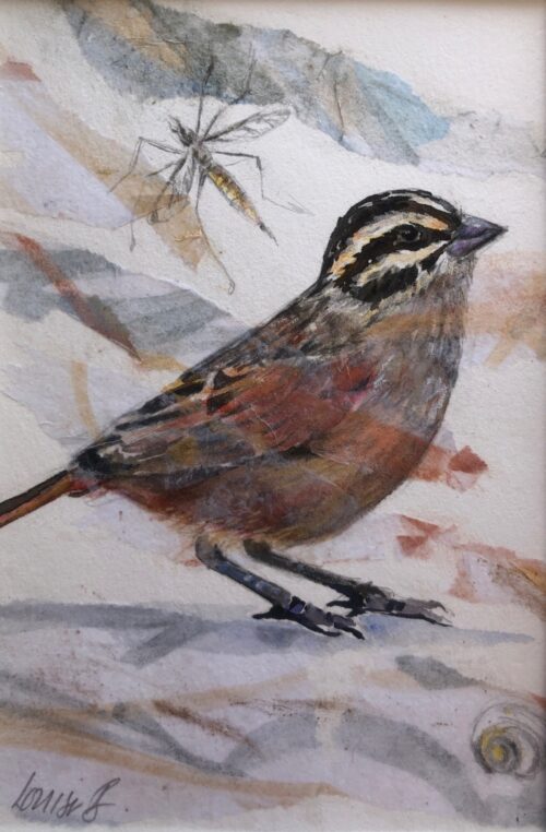 Backyard Birds - Rooivlerkstreepkoppie