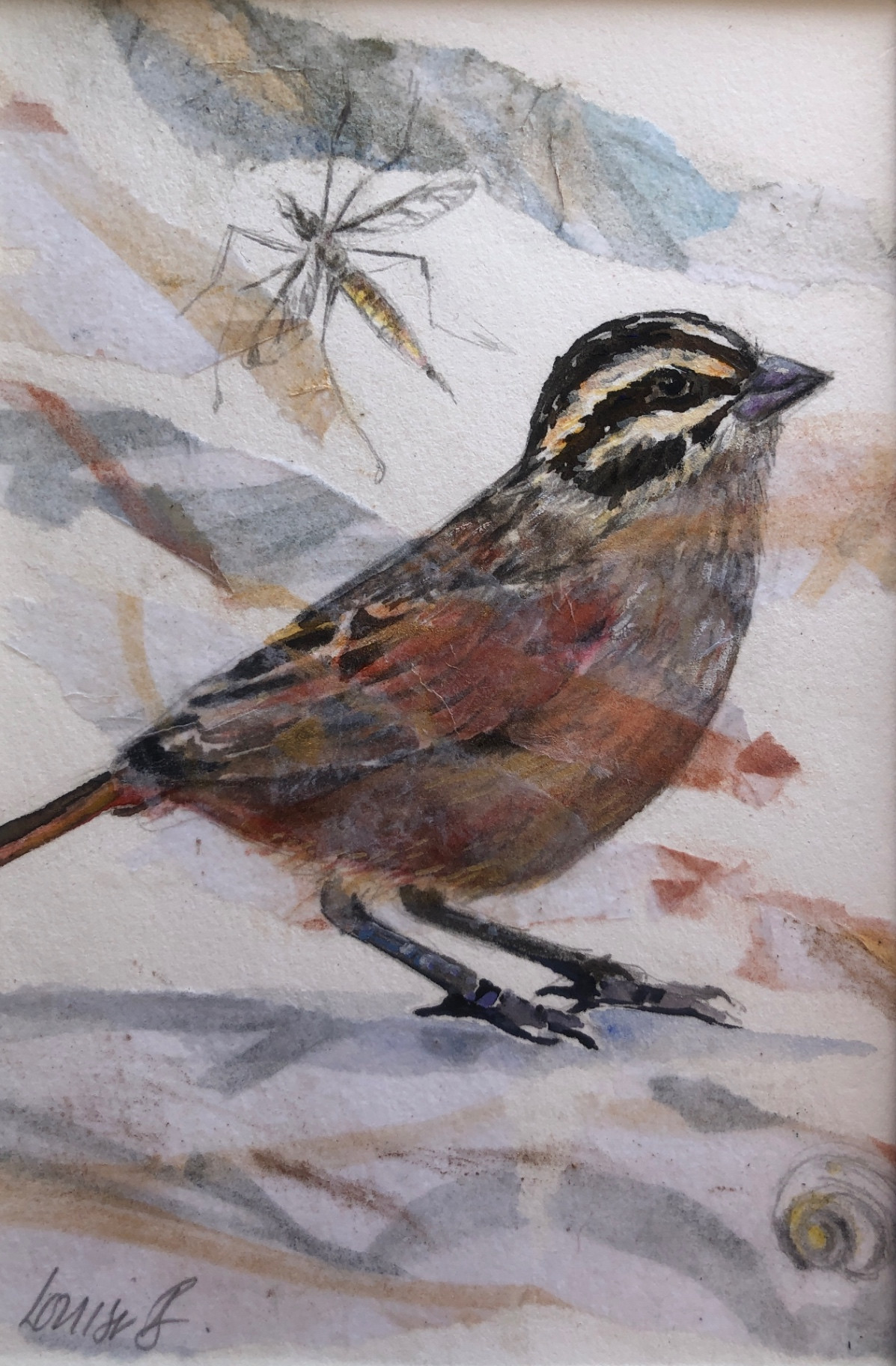 Backyard Birds - Rooivlerkstreepkoppie