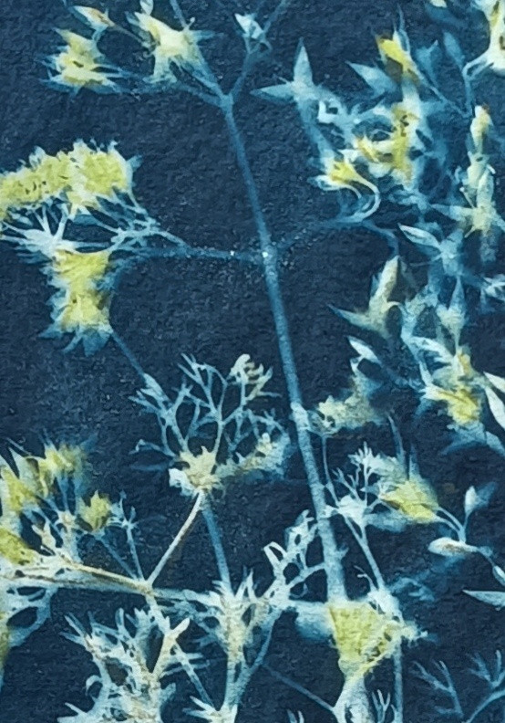 Delicate Defiance - Image 2