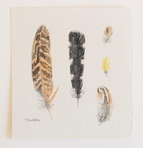 Feather study