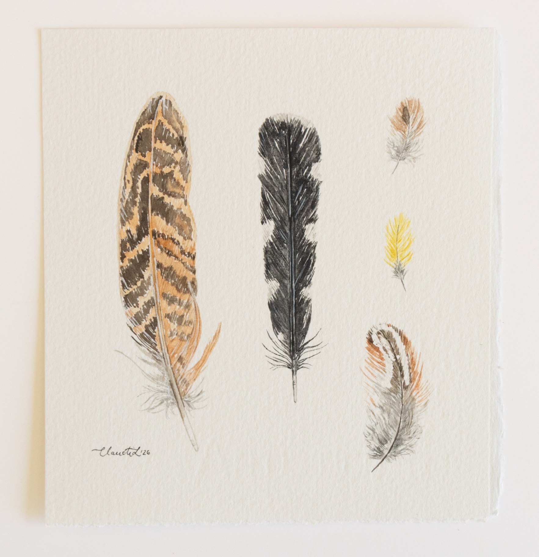 Feather study