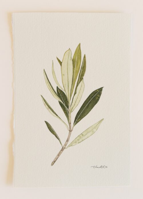 Olive Branch