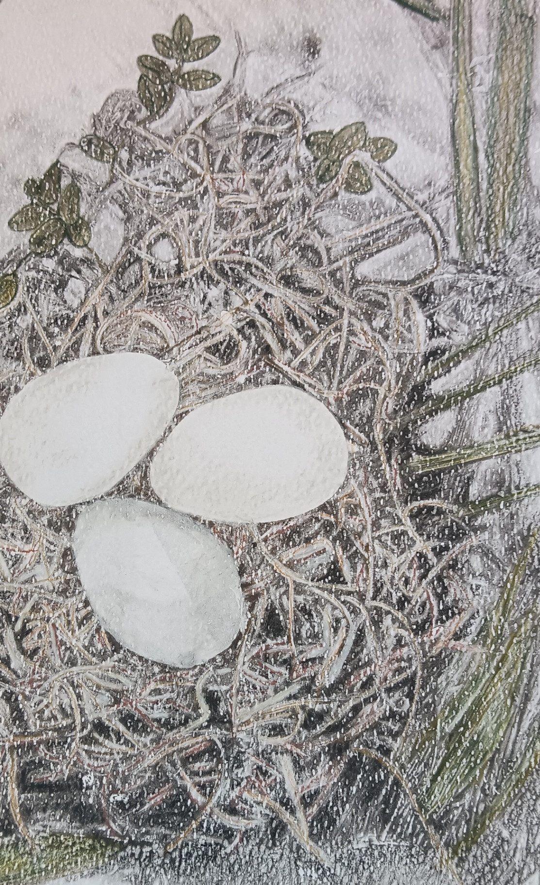 Tender Beginnings - Image 2