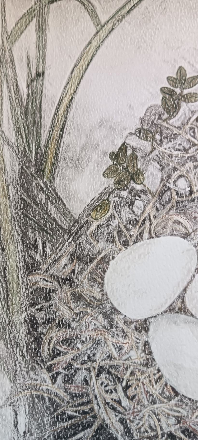 Tender Beginnings - Image 3