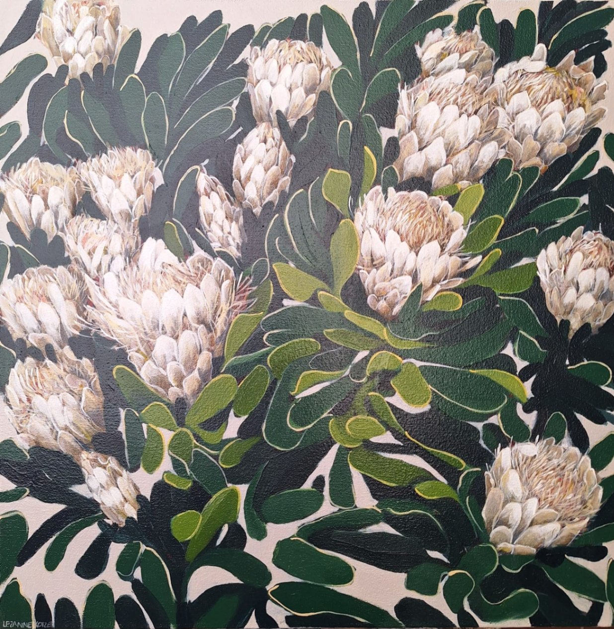 White Protea repens III