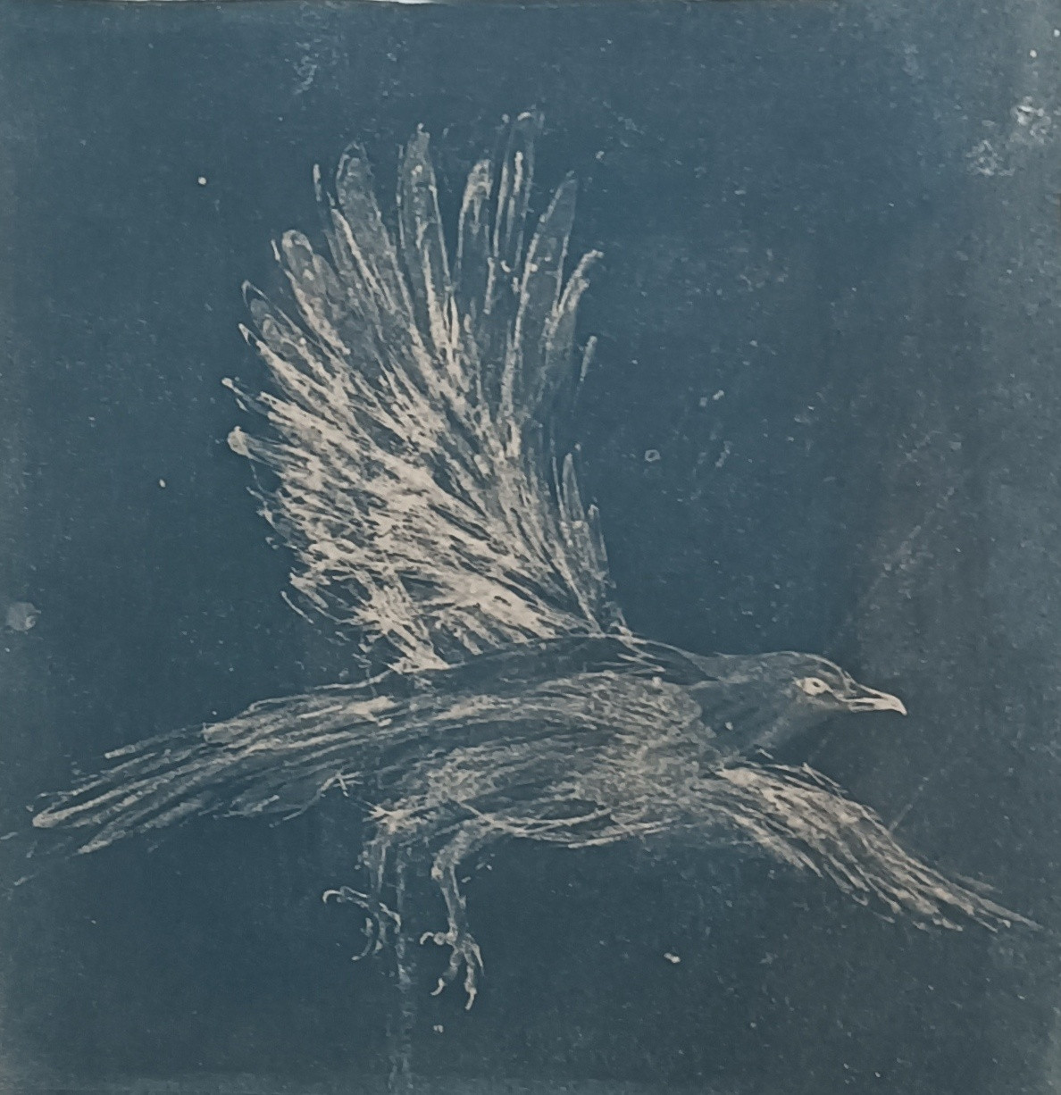 Toned Cyanotype print 7 of 8
